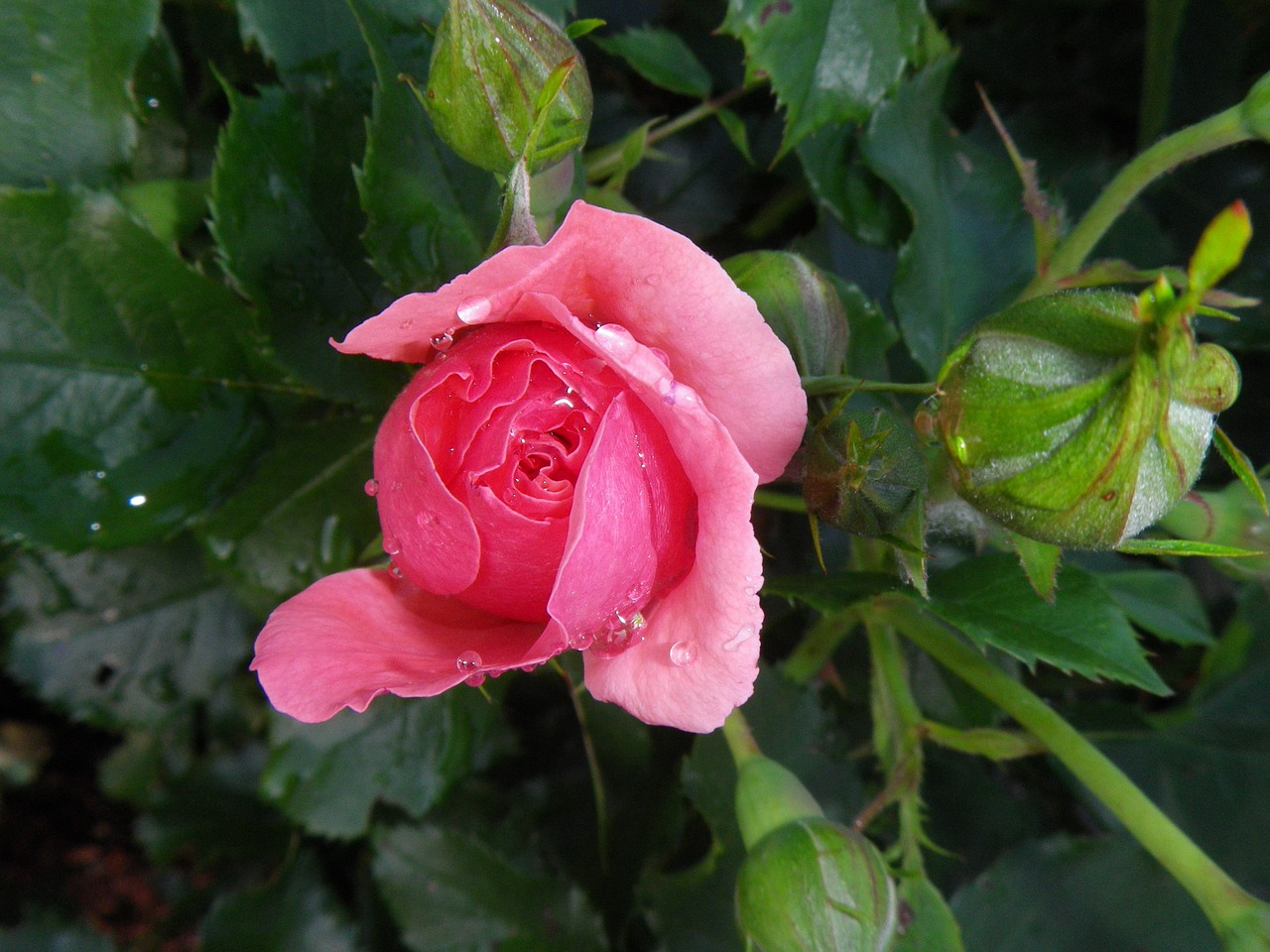 pink blossom bloom free photo