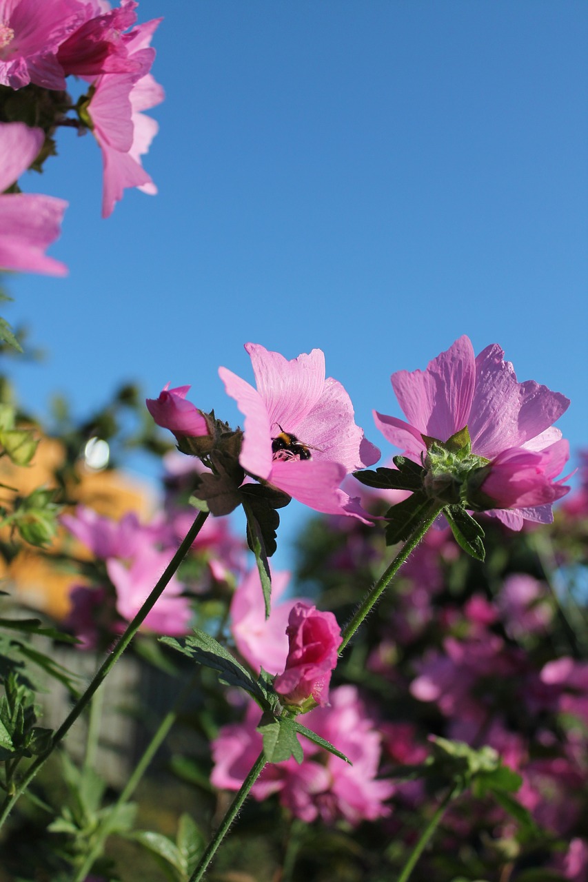 pink flowers sky free photo