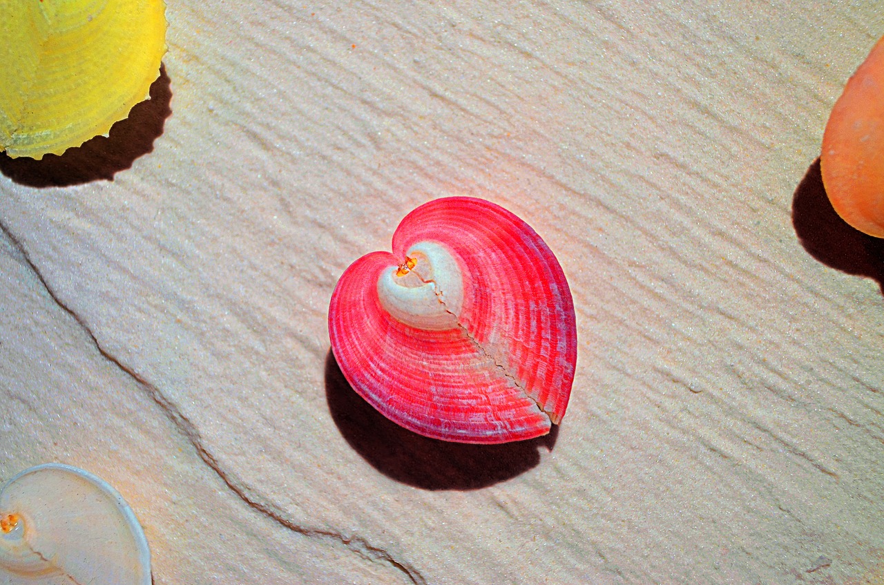 pink shell white free photo