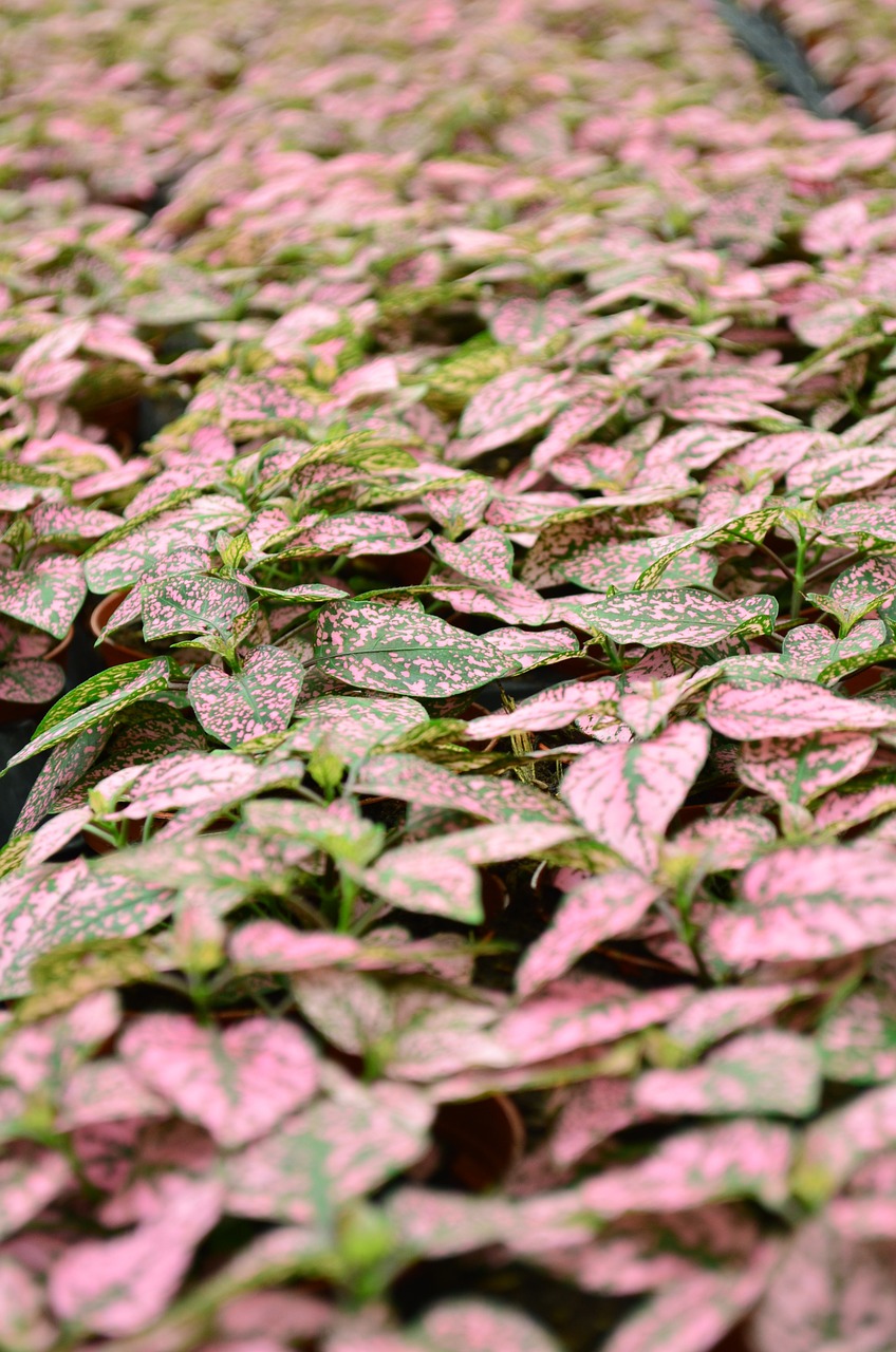 pink foliage nursery free photo