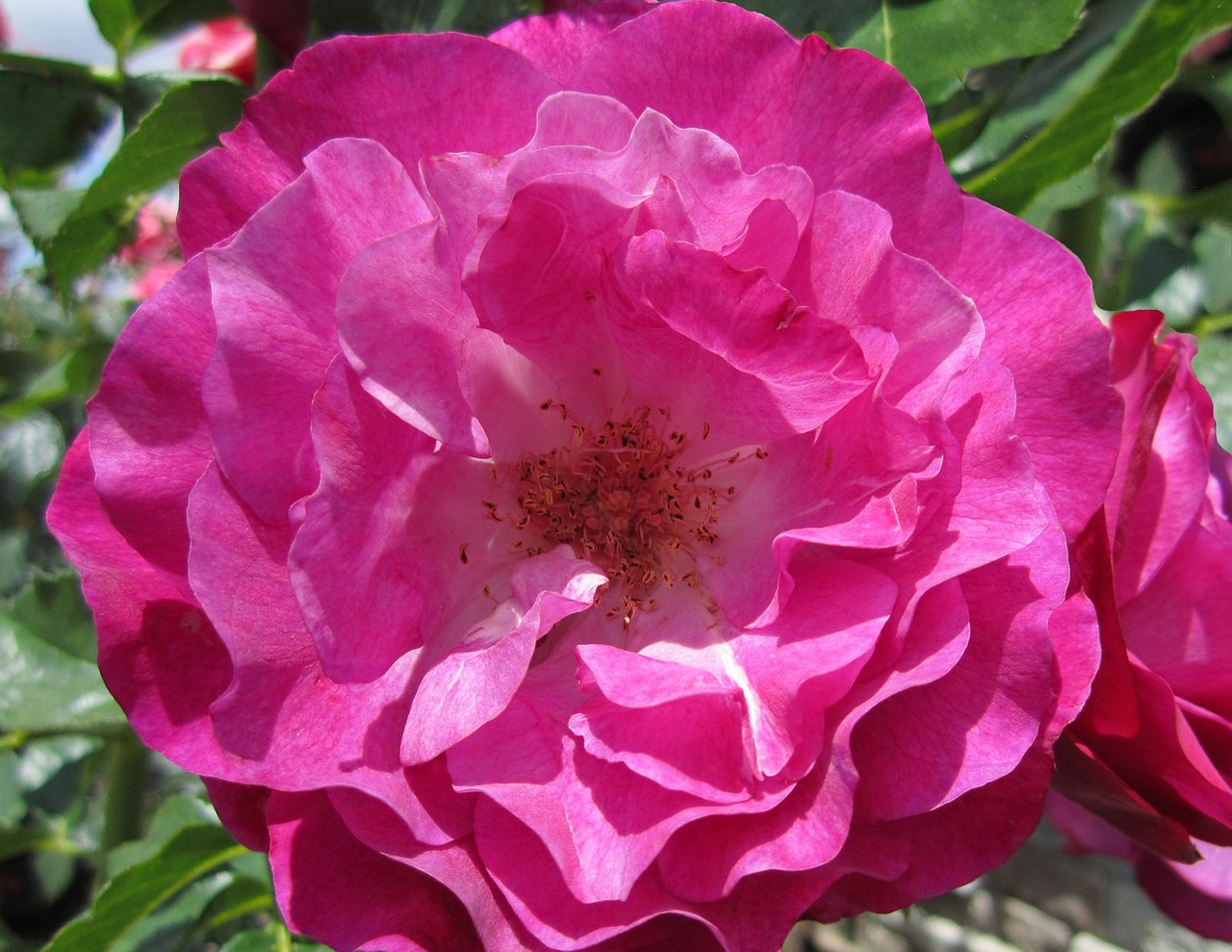 pink roses blossoms free photo