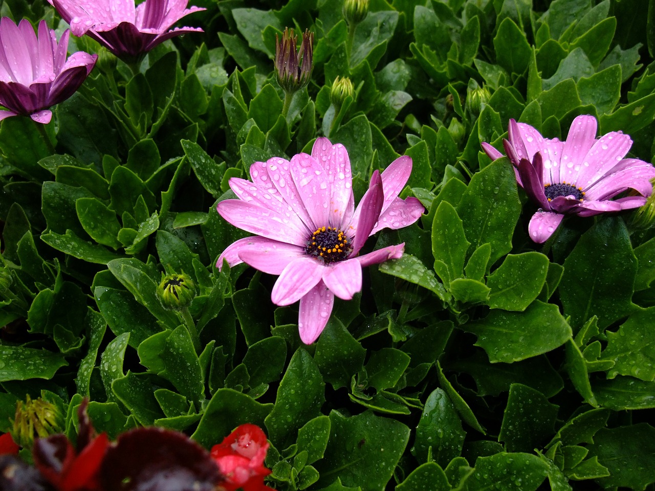 purple daisy flower floral free photo