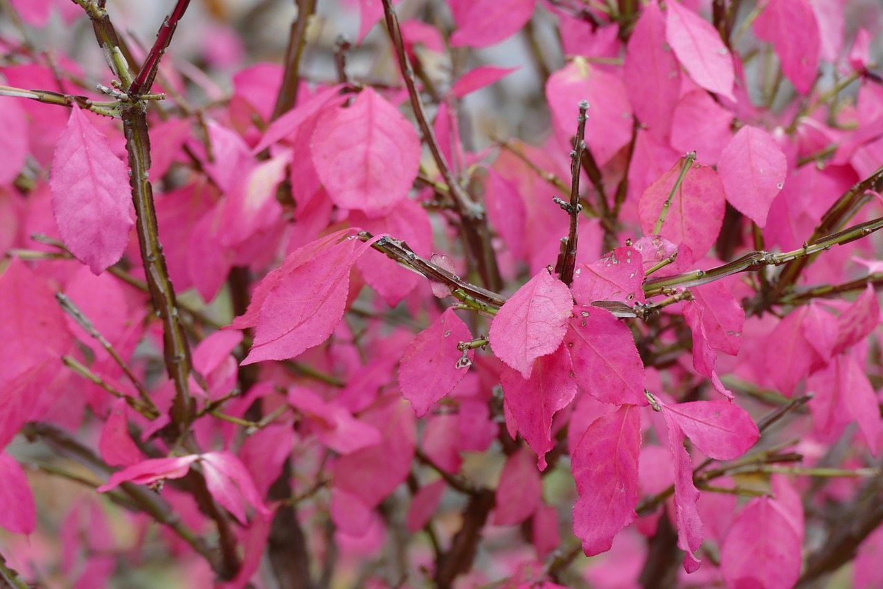 pink fall leaves free photo