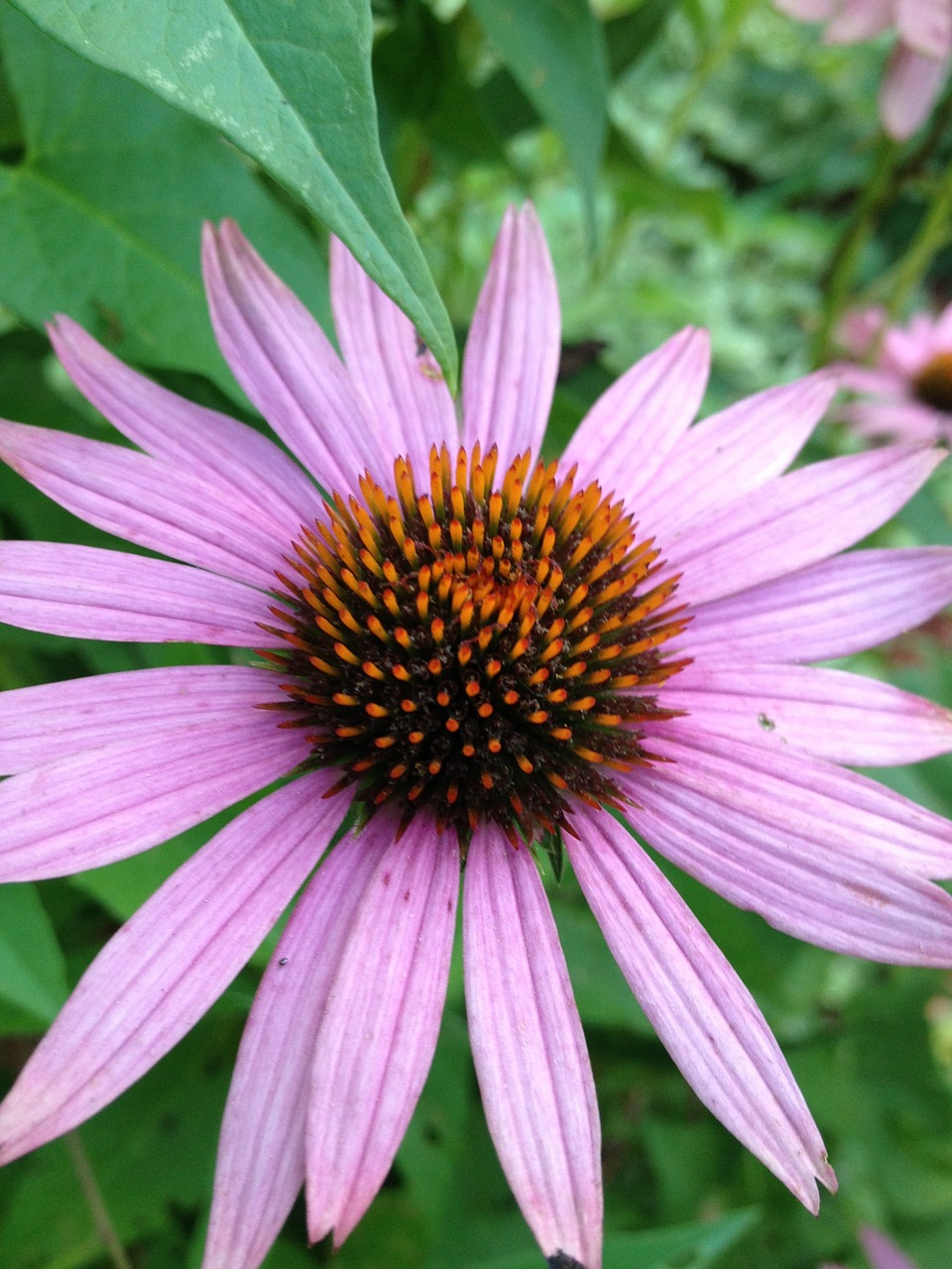 pink flower bloom free photo