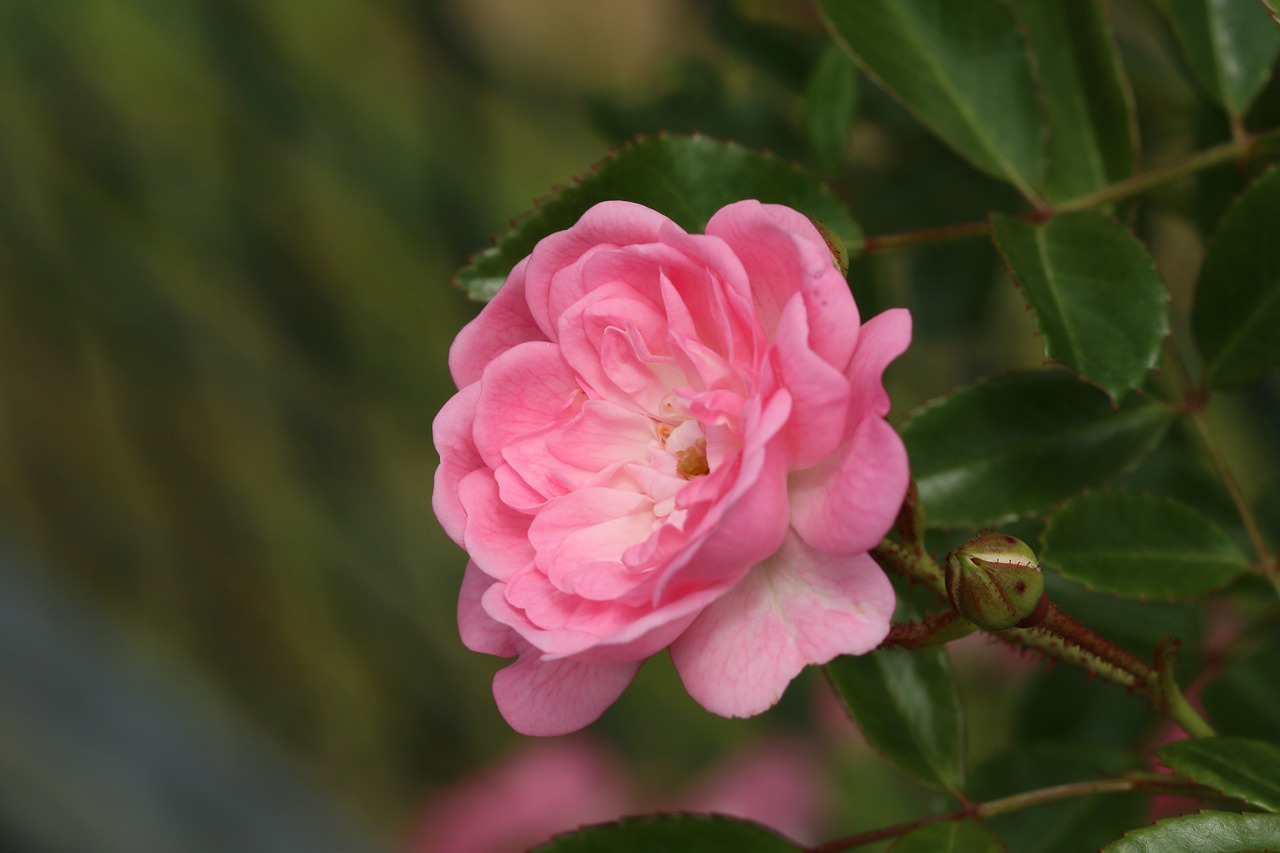 pink white flower free photo