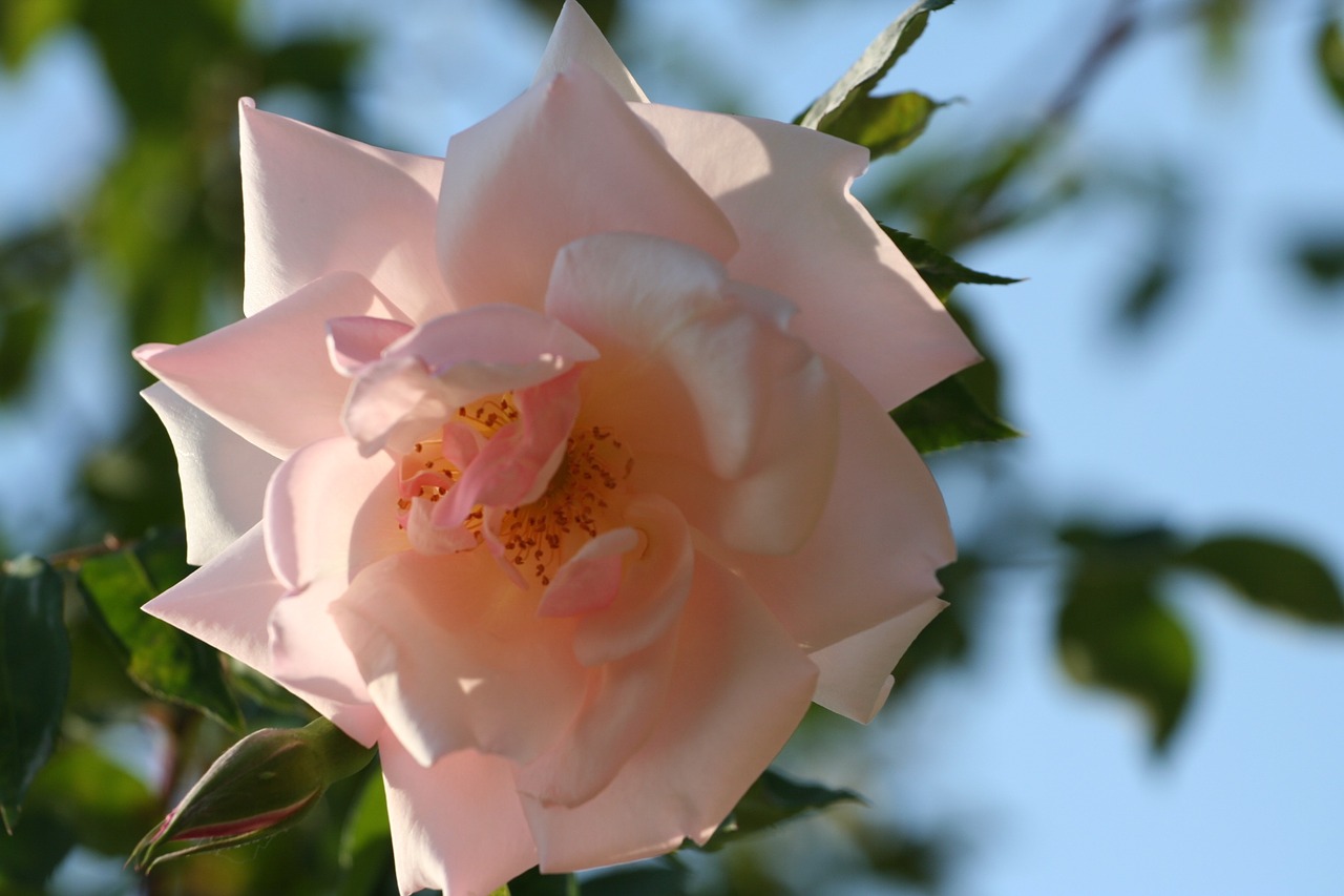 pink blossomed rosebush free photo