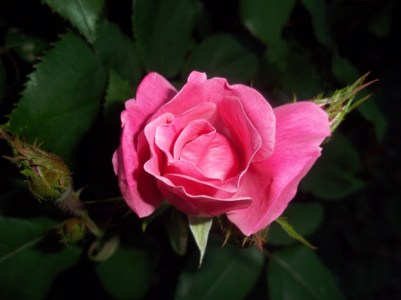 rose pink flower free photo