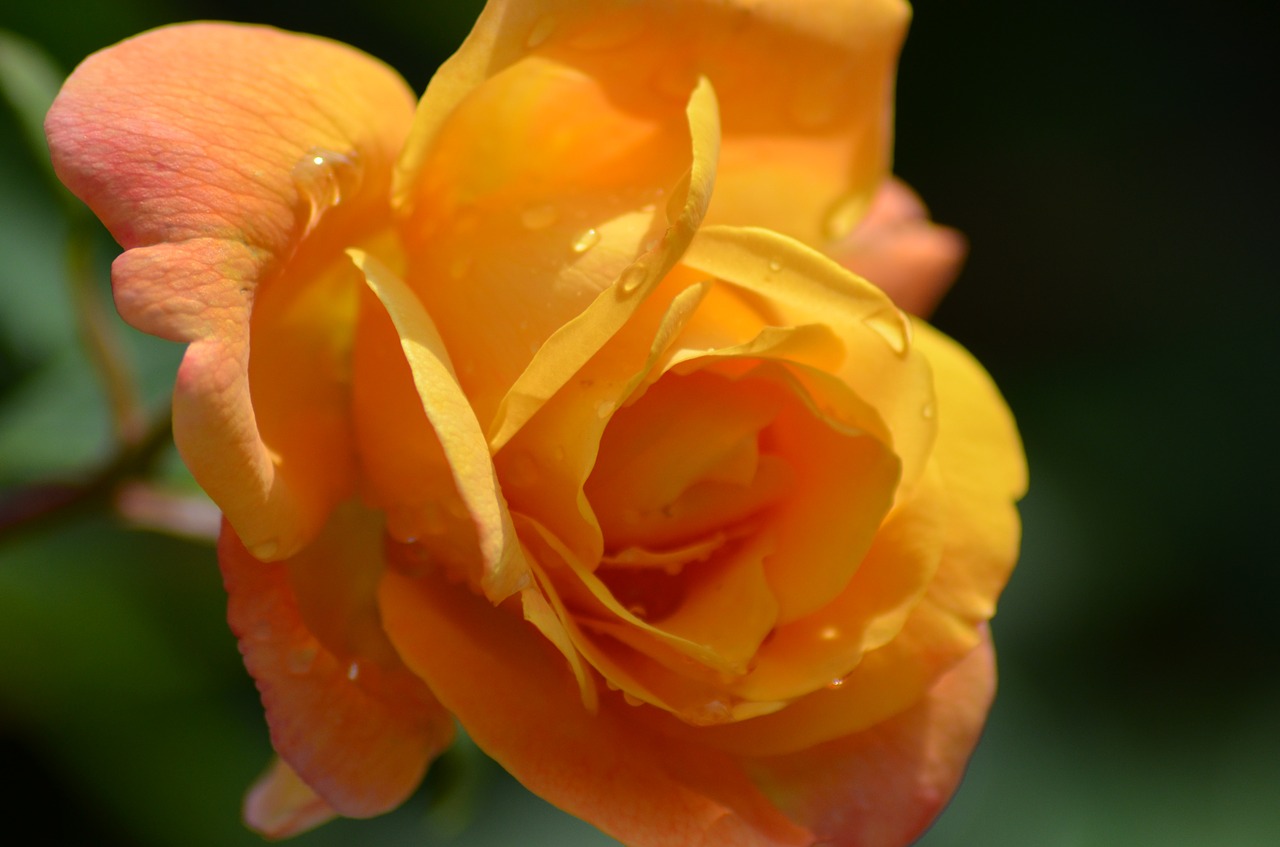 pink yellow rose orange rose free photo