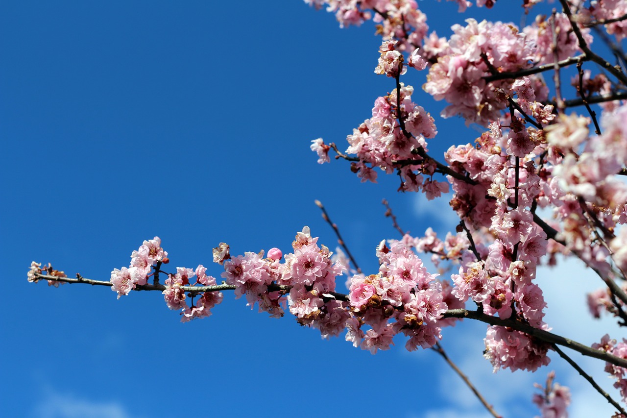 pink blossom bloom free photo