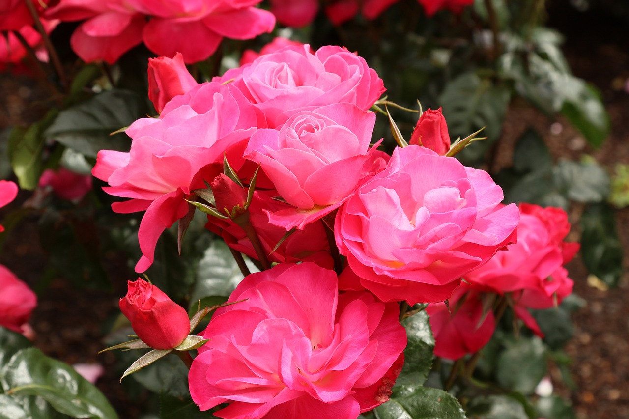 pink rose flower free photo