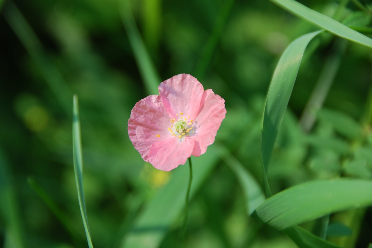 pink poppy blossom free photo