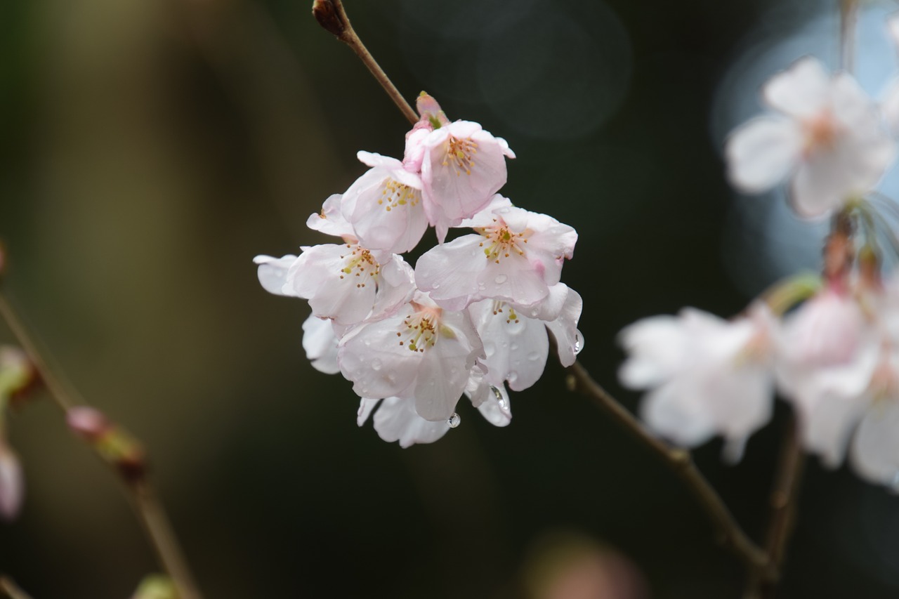 pink sakura cherry free photo