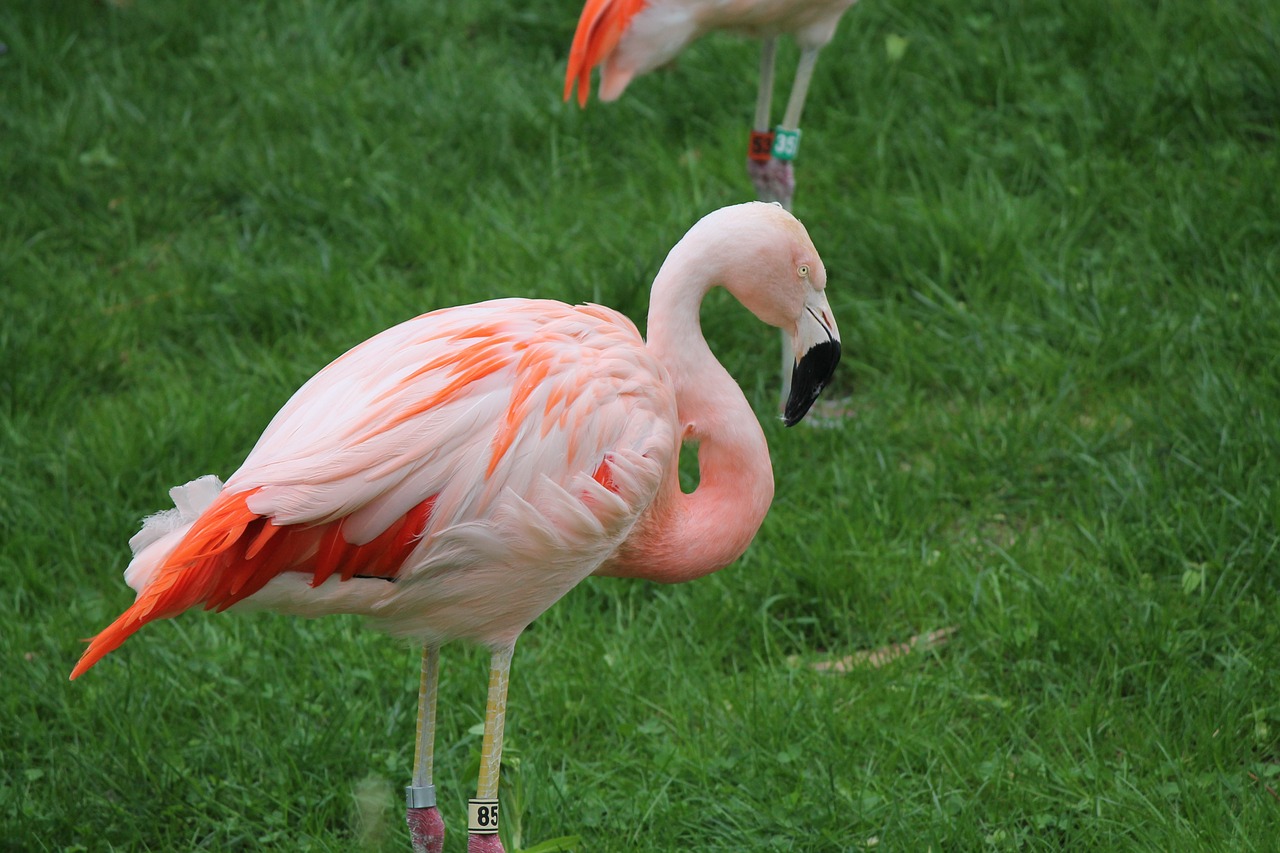 pink flamingo wildlife free photo