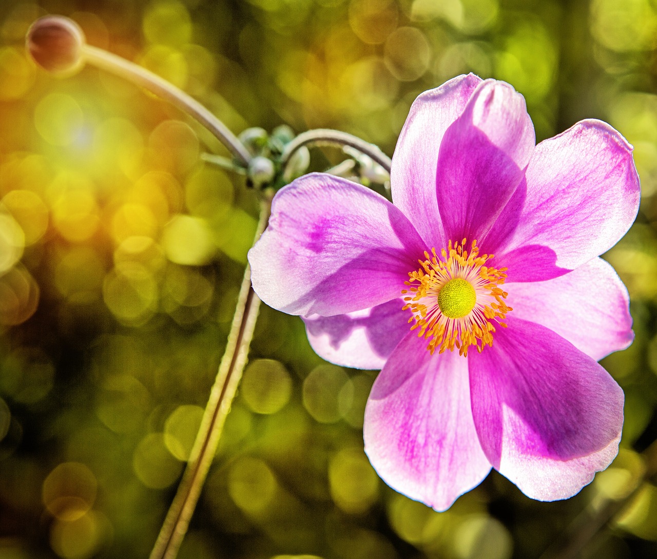 pink flower nature free photo