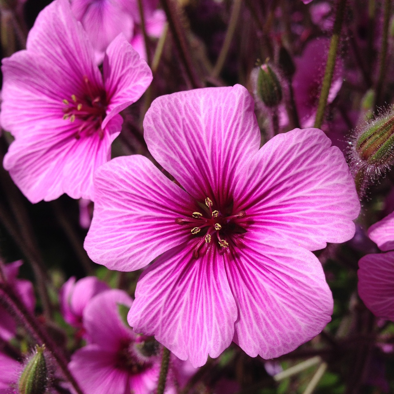 pink flower spring free photo