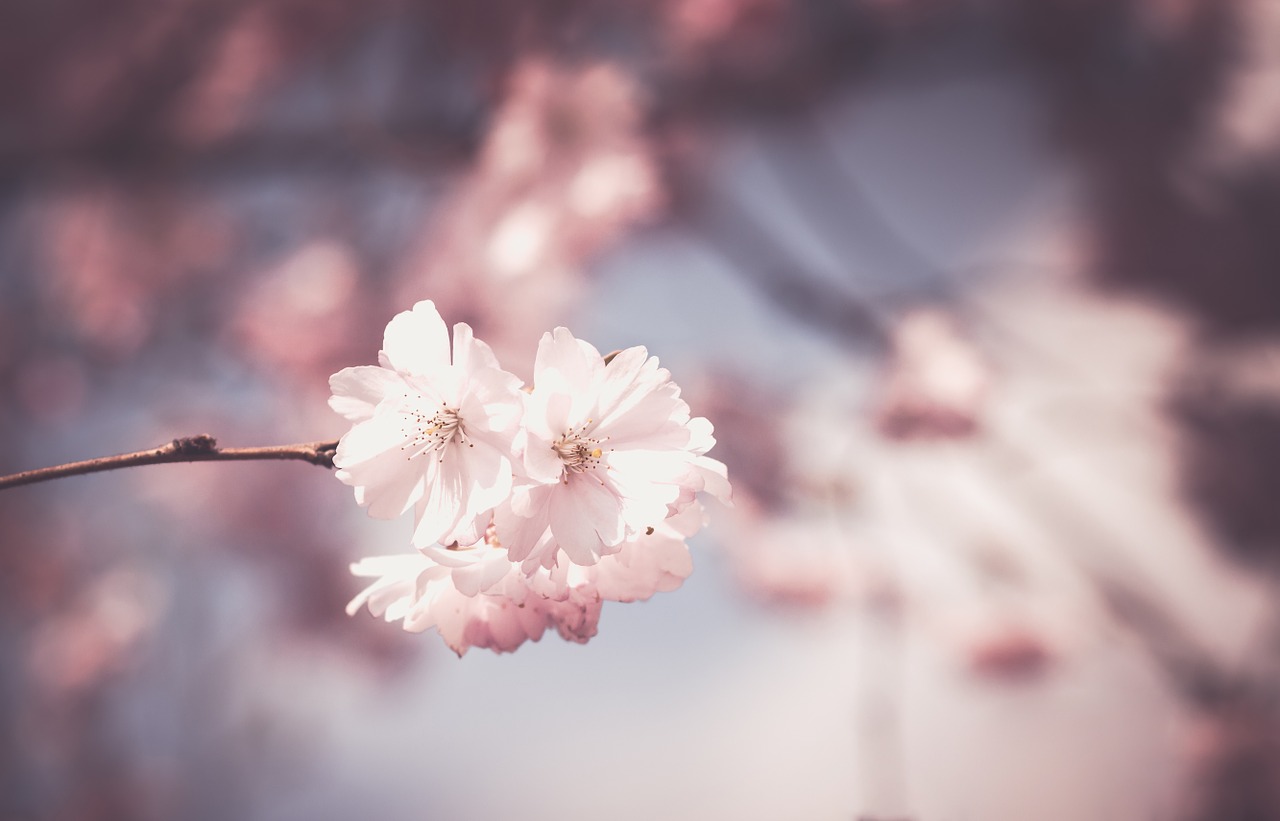 pink flower tree free photo