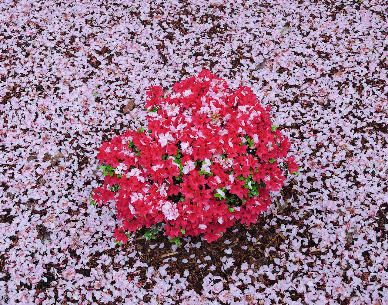 pink red azalea free photo