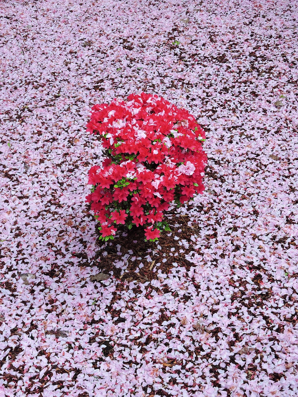 pink red azalea free photo