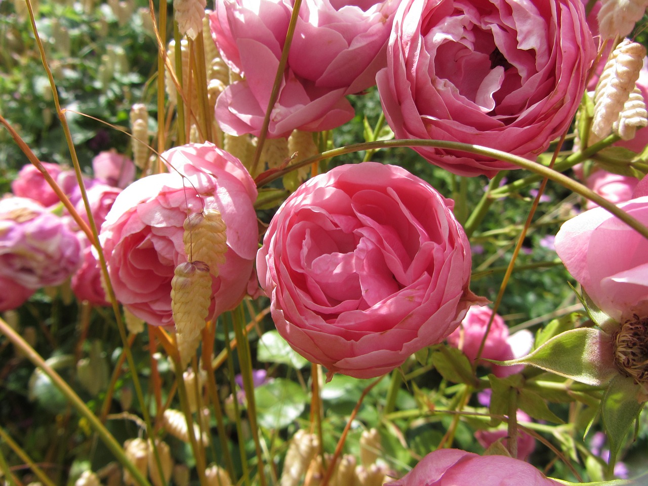 pink flower rosebush free photo