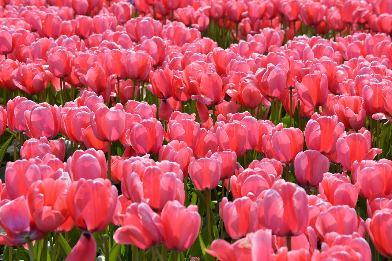 pink red tulips free photo