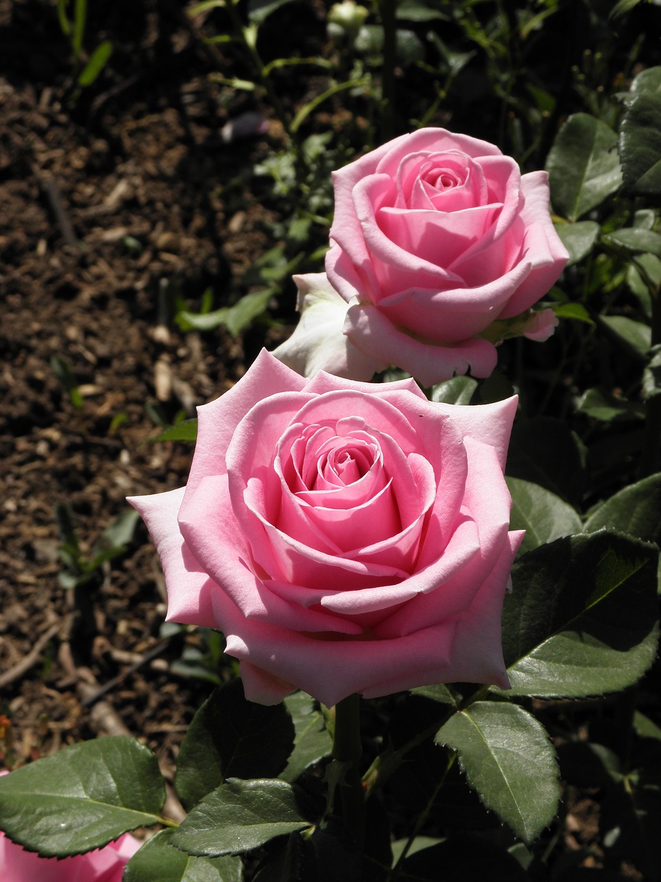 pink rose june free photo