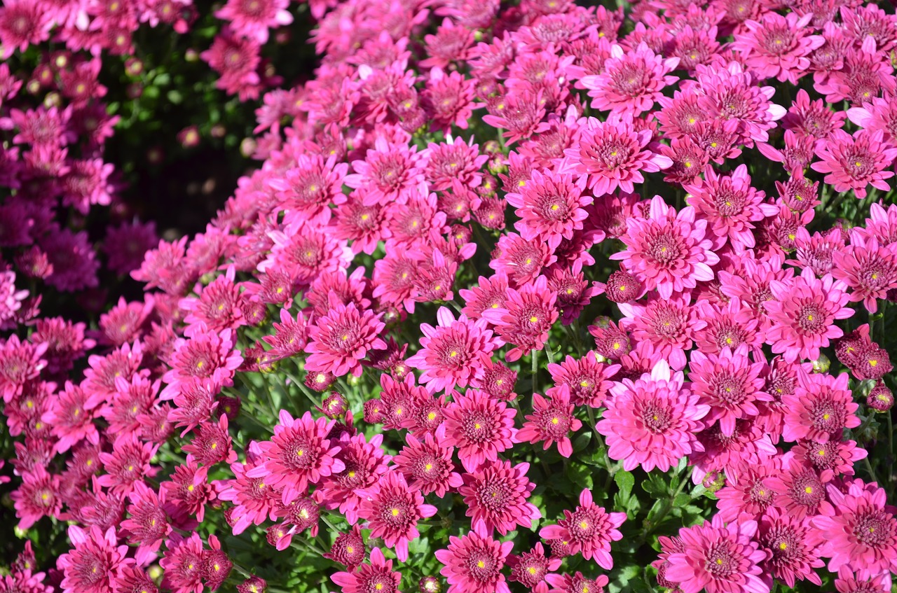 pink flowers spring free photo