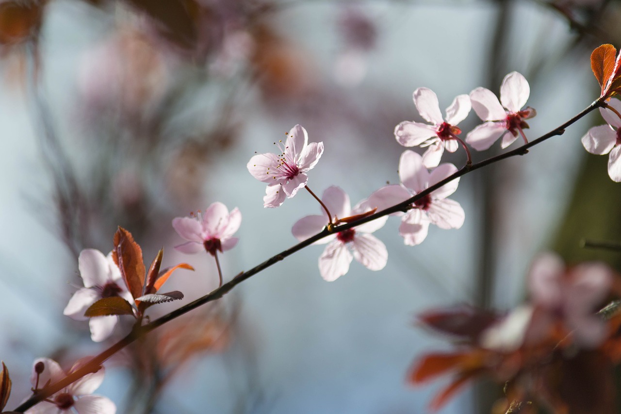 pink purple blossom free photo