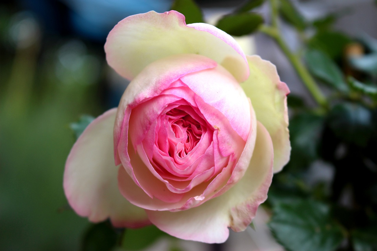 pink flower pale pink free photo