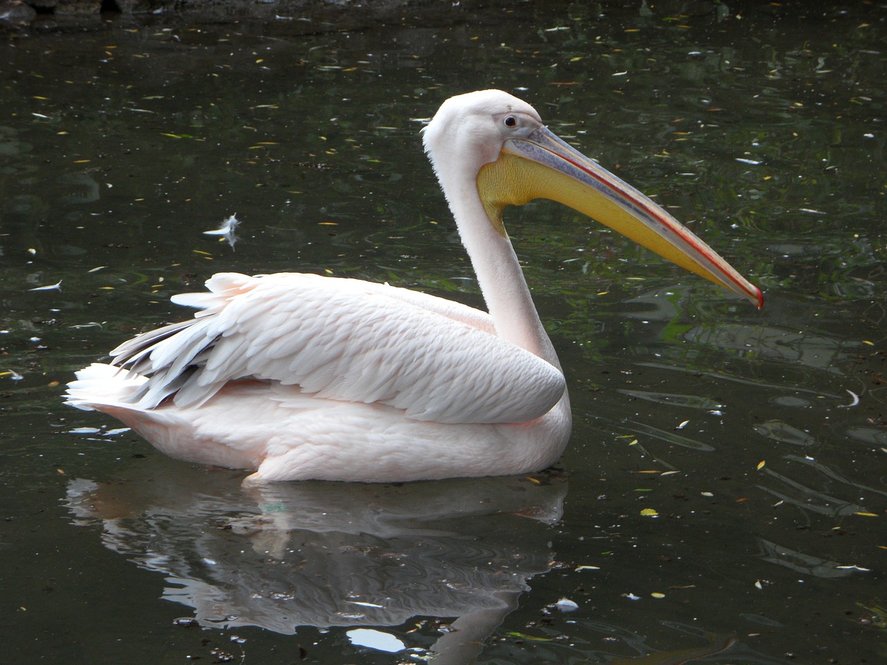 pink pink pelican pelikan free photo