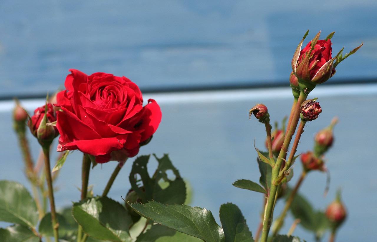 pink red flower free photo