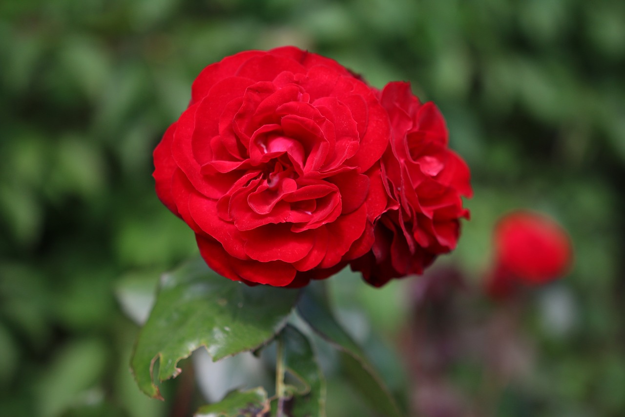 pink red flower free photo