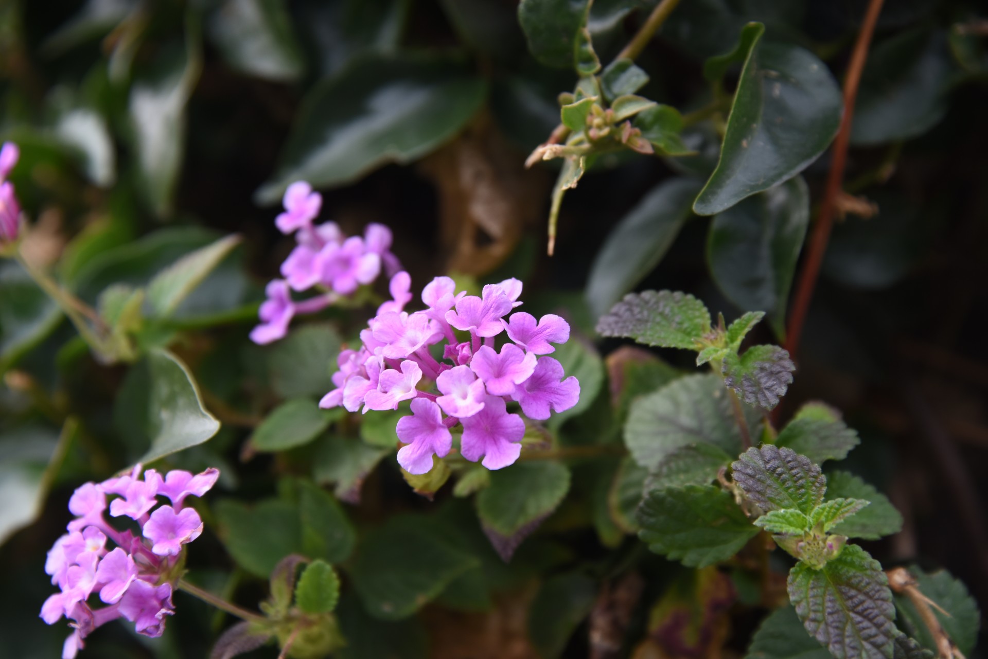 pink flower crinkled free photo