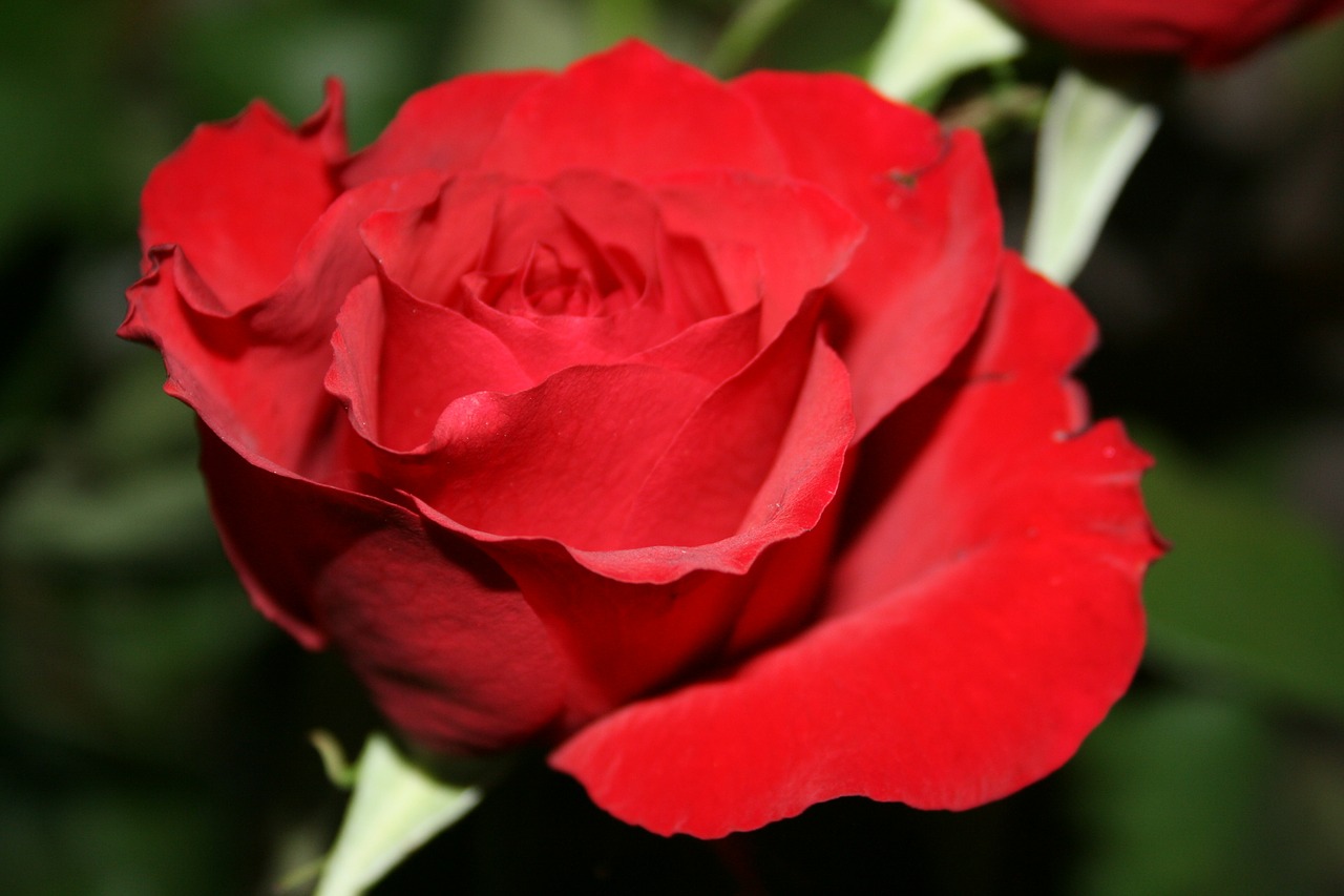 pink red flower free photo