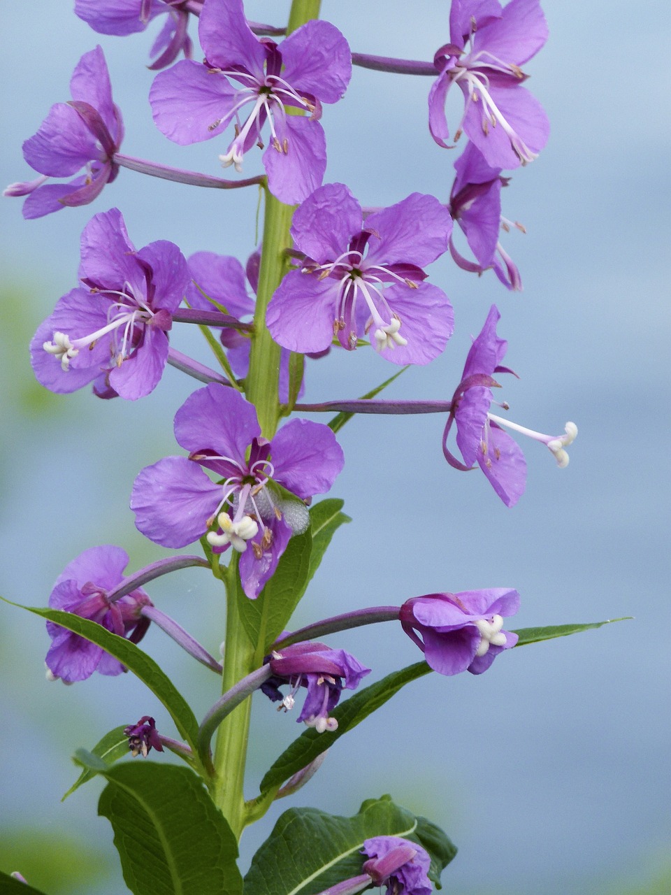 pink fire weed wild flower free photo