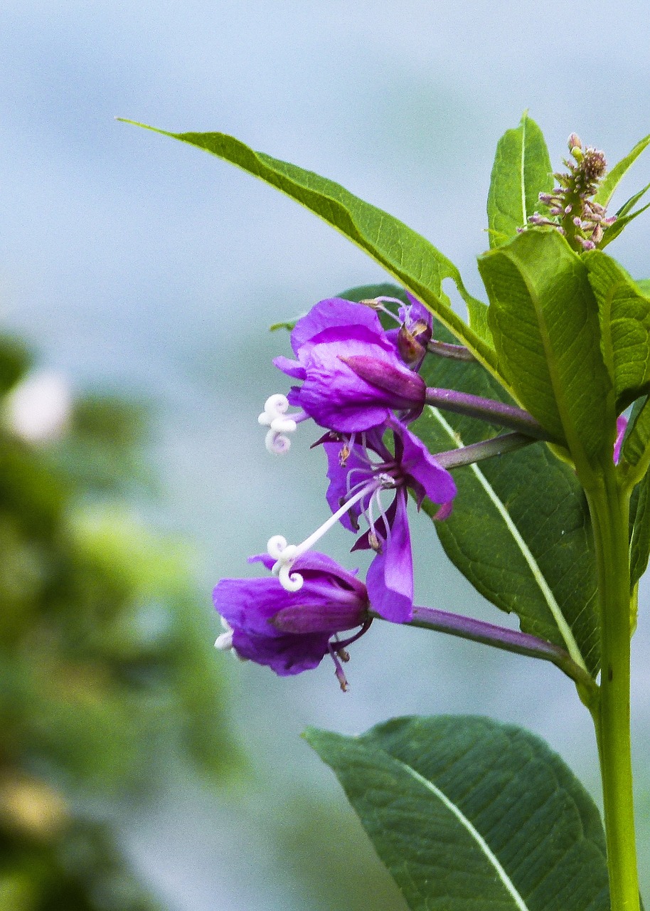 pink fire weed wild flower free photo