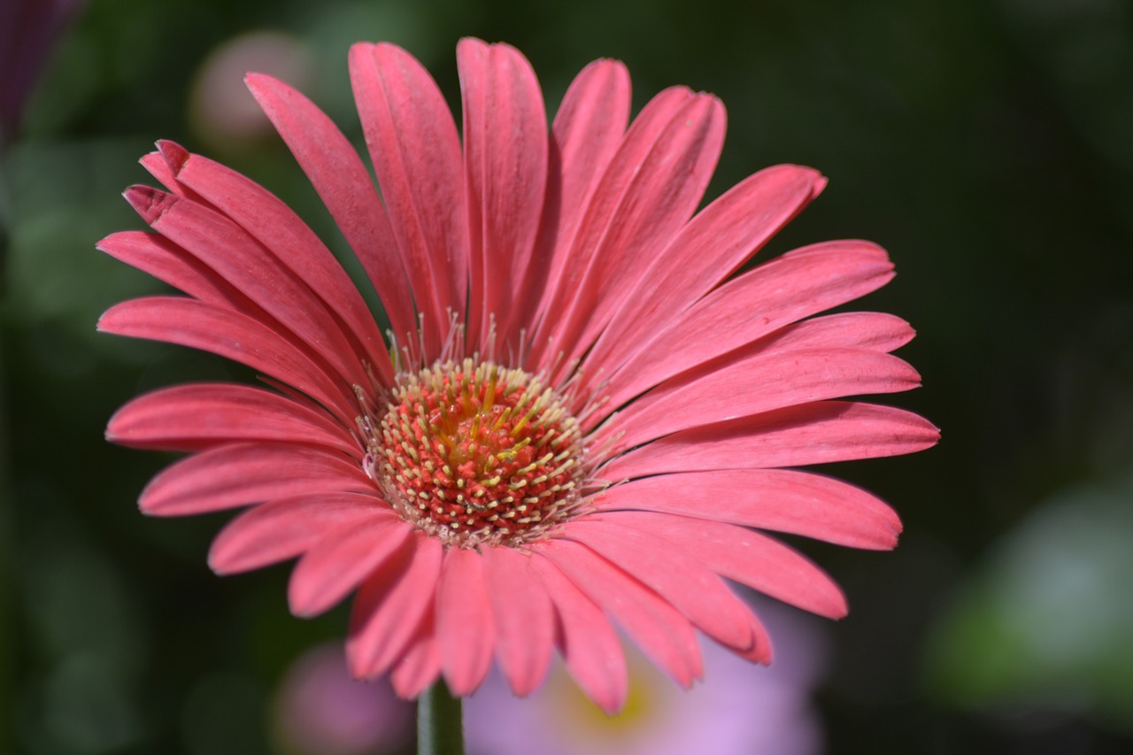 daisy pink flower free photo