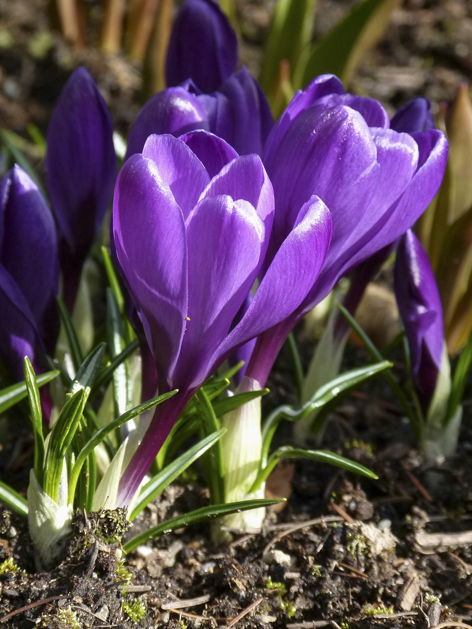 pink crocus flower free photo