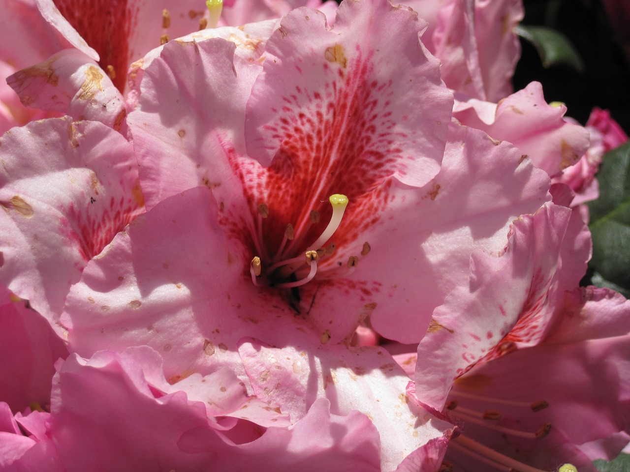 azalea flower pink free photo