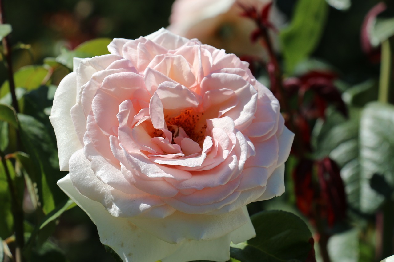 pink rose flower free photo