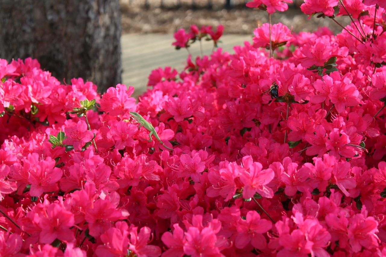 pink flowers lizard free photo