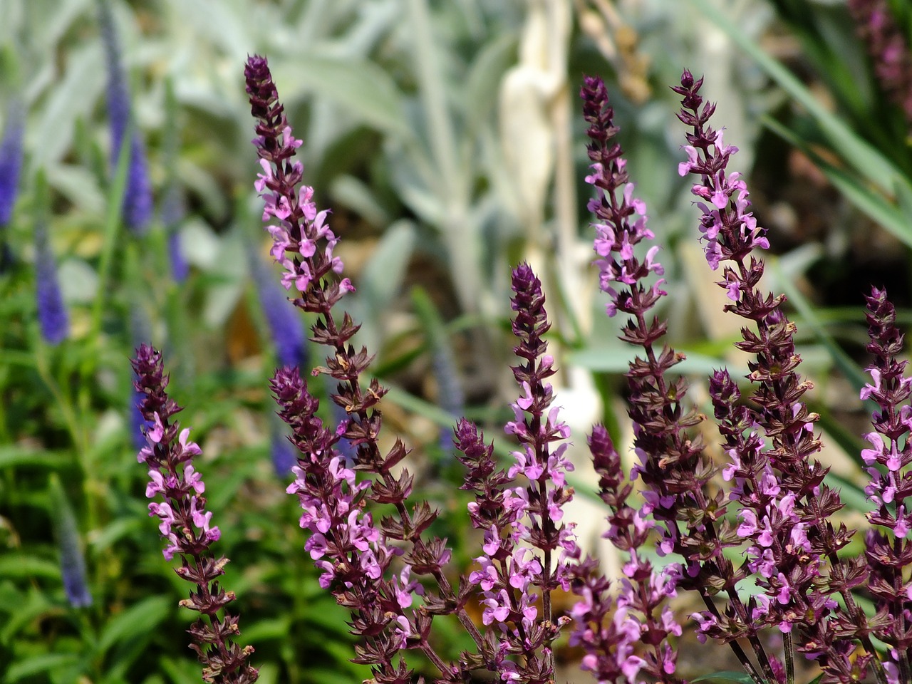 pink flowers salvia free photo