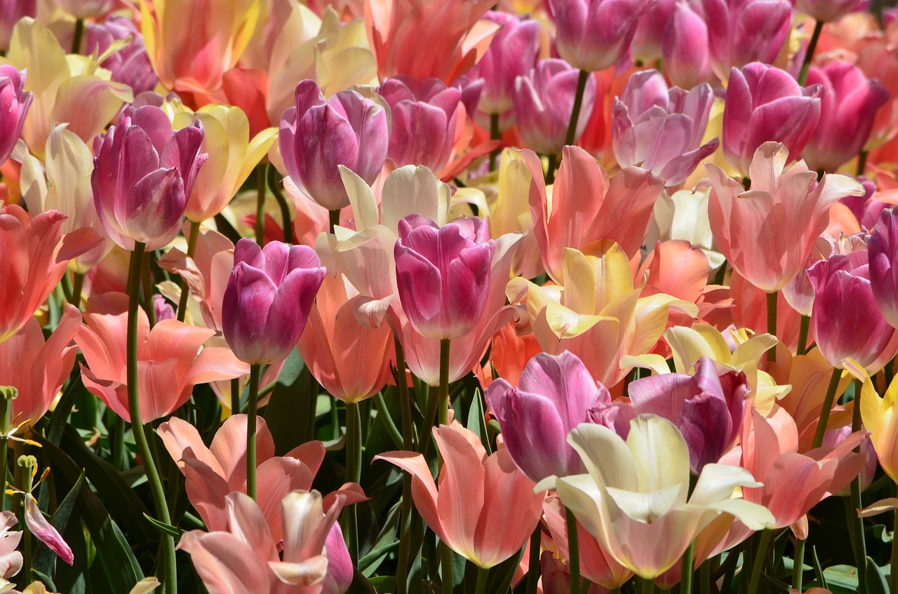 pink tulips flowers free photo