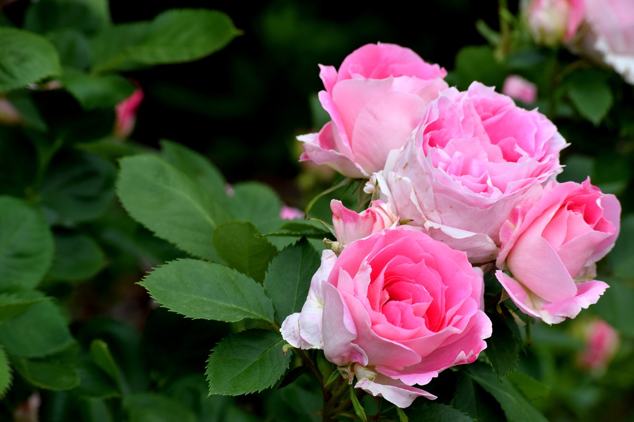 Pink,rose,bush,elegant,wedding flowers - free image from needpix.com