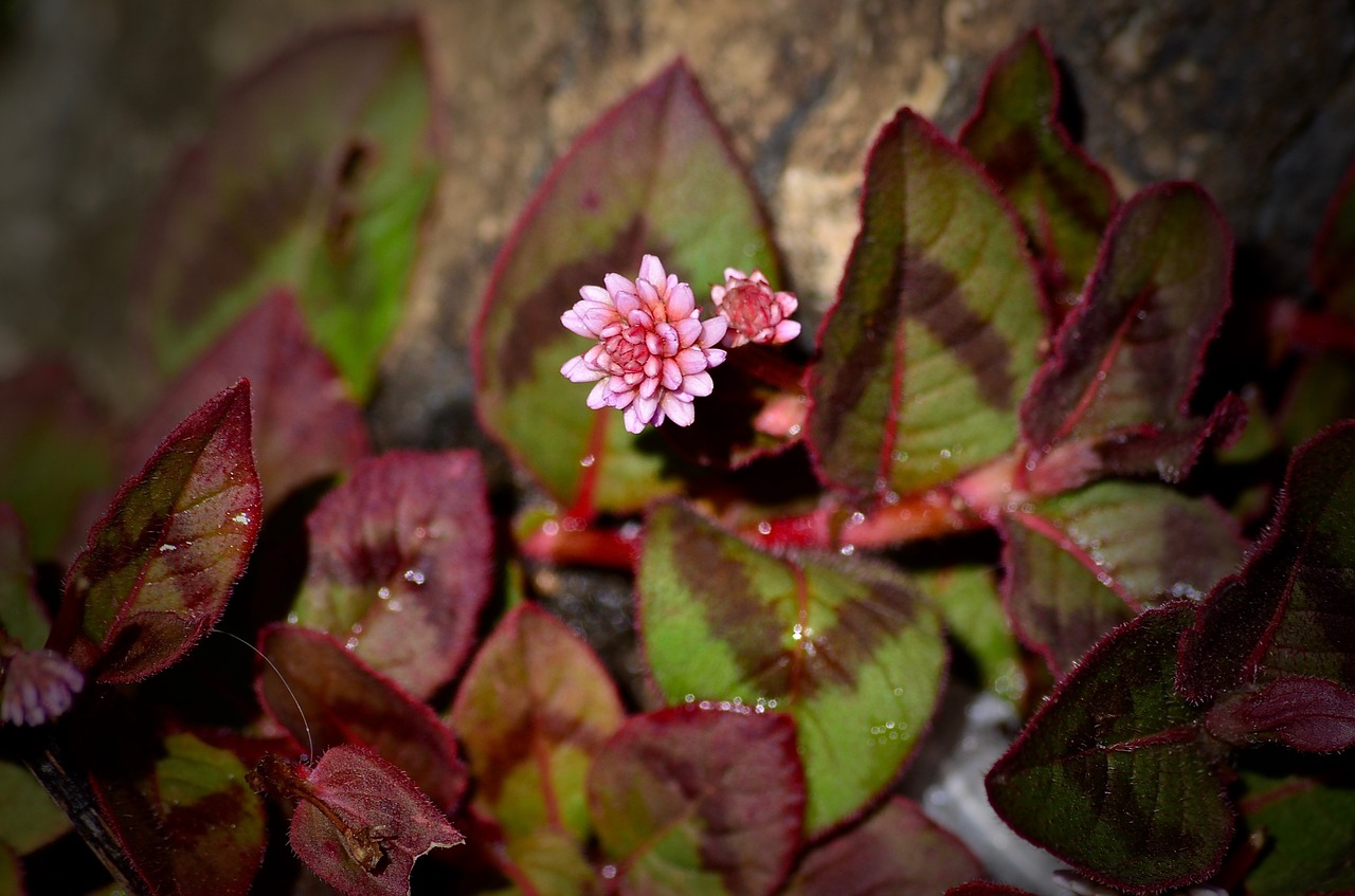 pink floral leaves free photo