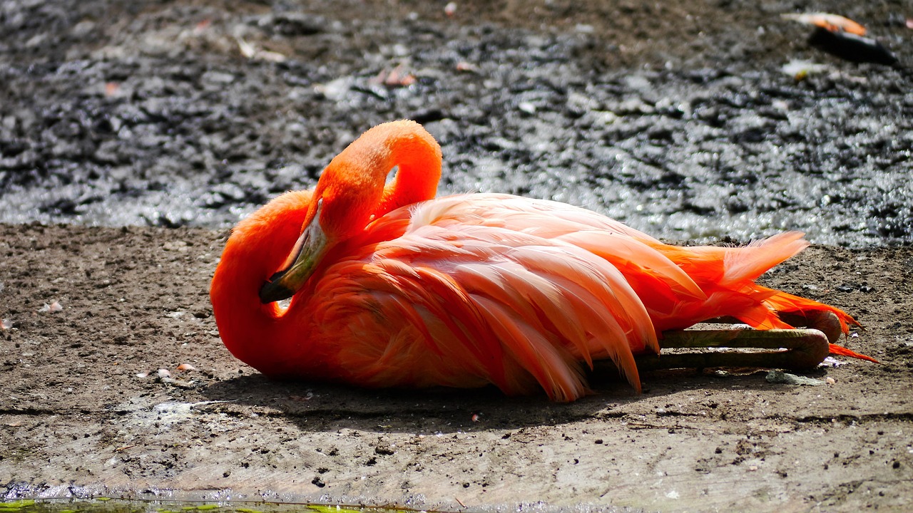 pink flamingo bird free photo