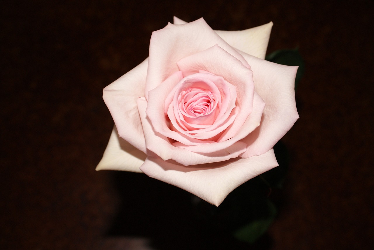 pink rose bloom free photo