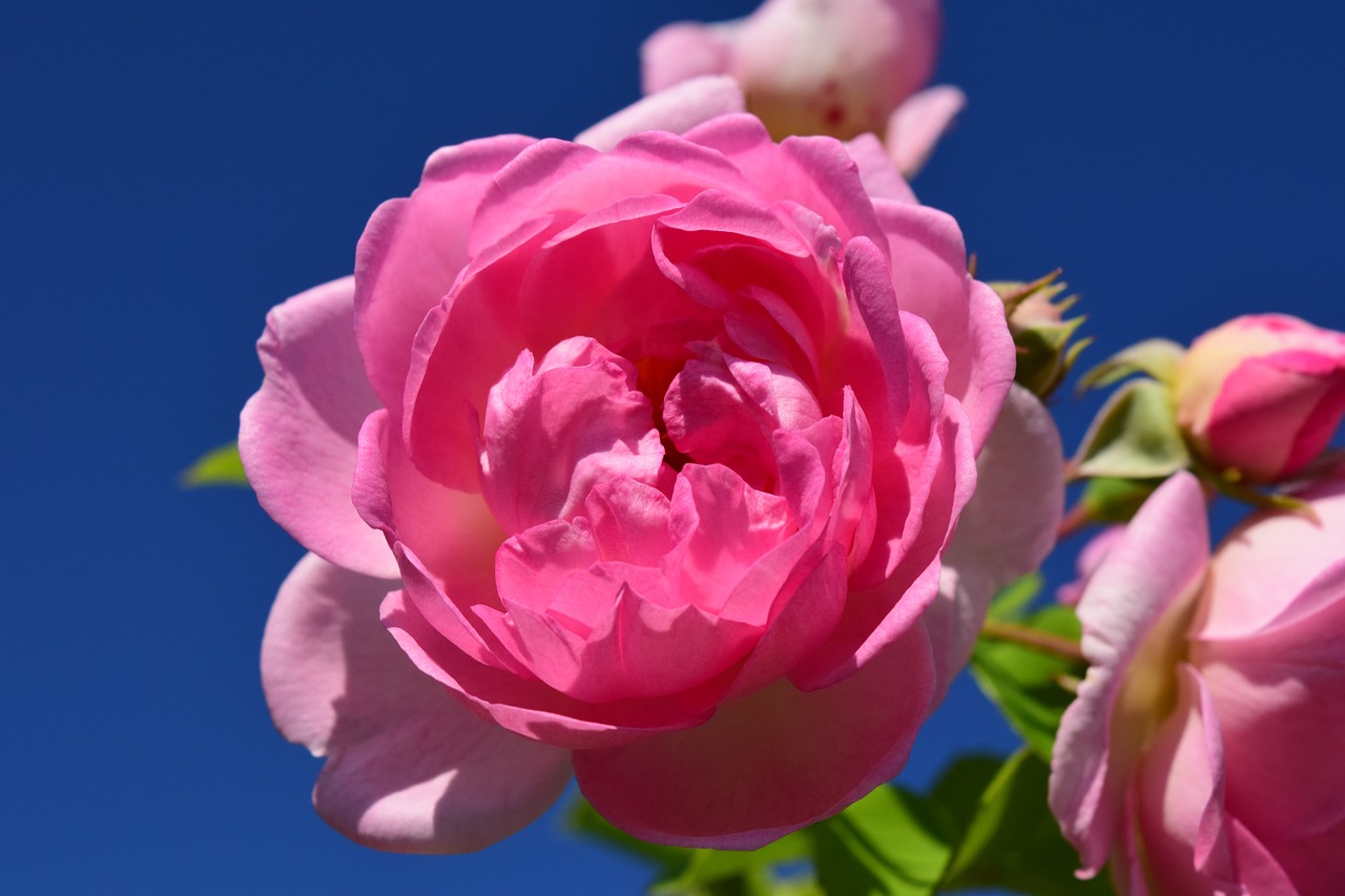 pink rose pink rose free photo