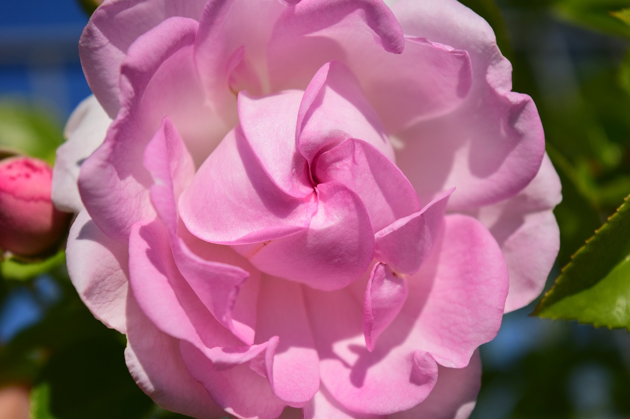 pink rose pink rose free photo