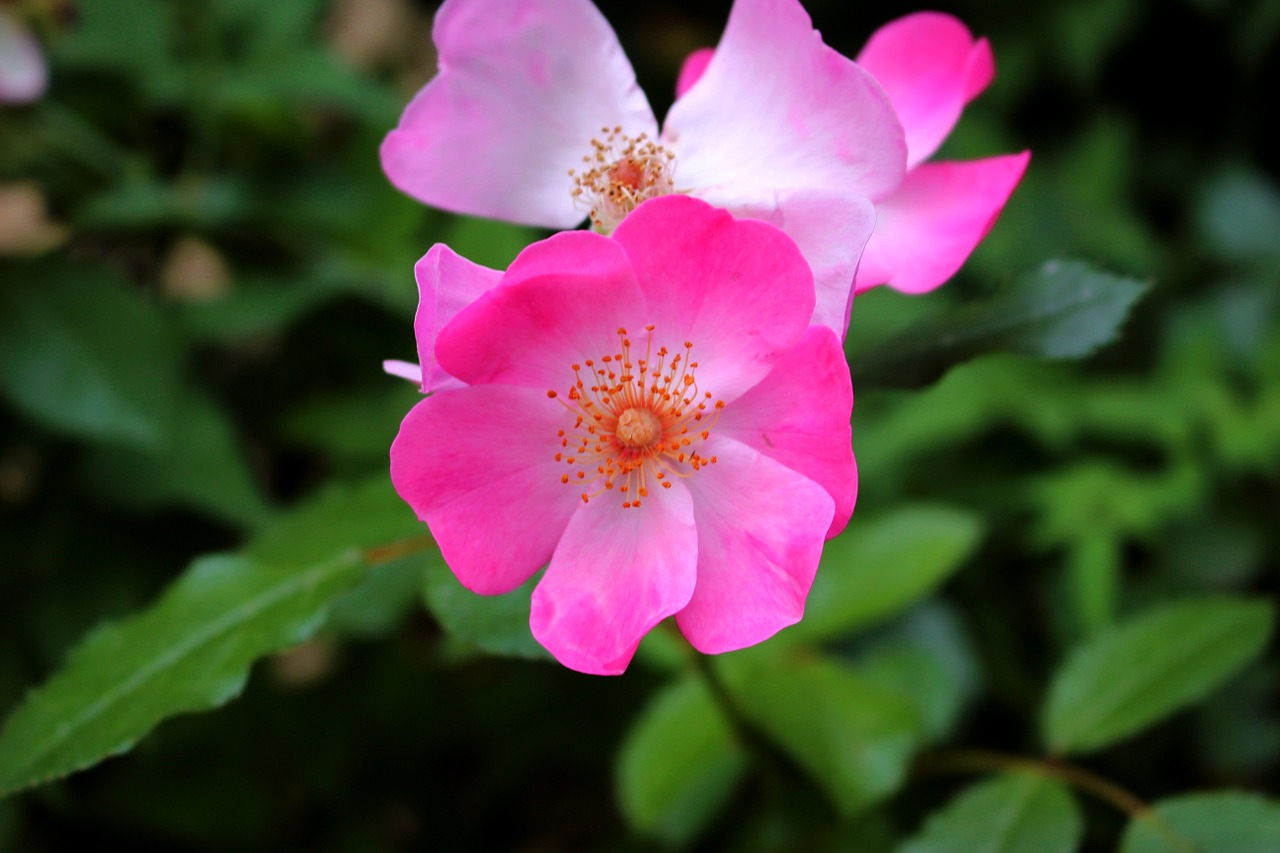 pink flower bush free photo