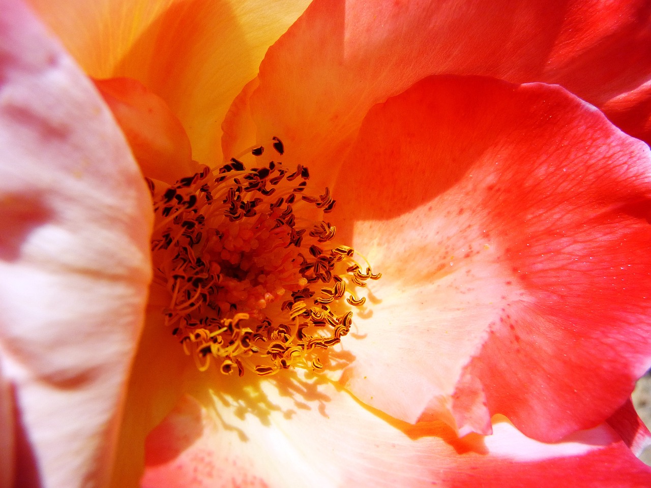 rose heart interior of rose macro free photo